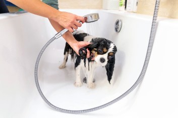 Groom Like a Pro: Insider Tips for At-Home Pet Pampering